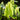 Theobroma cacao frische Blätter