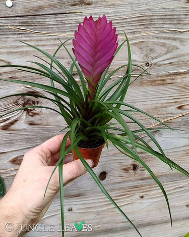 Tillandisa cyanea