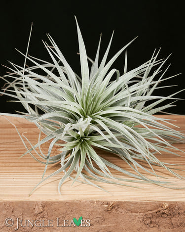 Tillandsia ‘Super Silver’