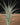 Tillandsia aeranthos