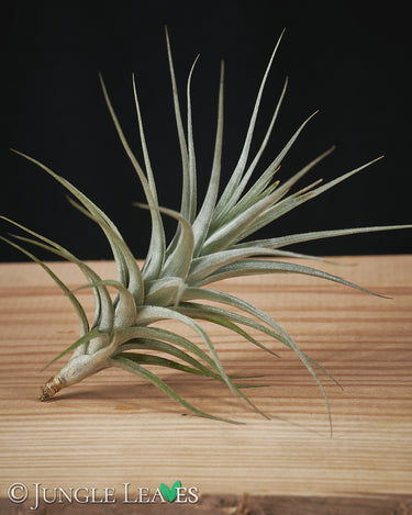 Tillandsia aeranthos