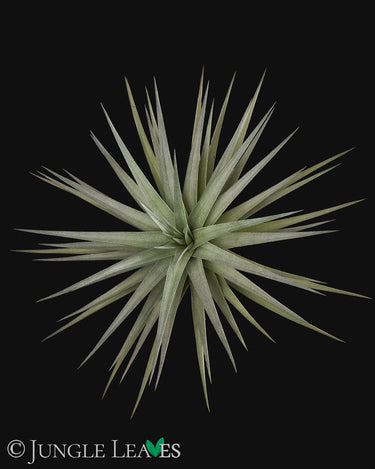 Tillandsia aeranthos Giant