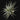 Tillandsia aeranthos Giant