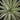 Tillandsia aeranthos Giant