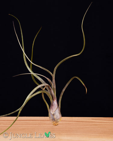Tillandsia baileyi