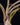 Tillandsia baileyi
