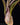 Tillandsia baileyi
