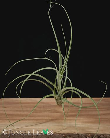 Tillandsia balbisiana