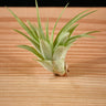 Tillandsia brachycaulos var. multiflora