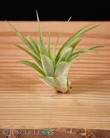 Tillandsia brachycaulos var. multiflora