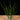 Tillandsia bulbosa (Belize)