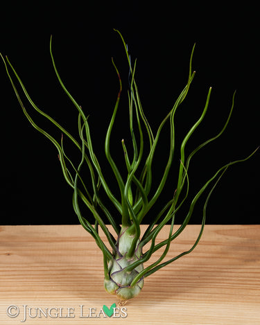 Tillandsia bulbosa (Belize)