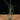 Tillandsia butzii XL