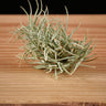 Tillandsia capillaris