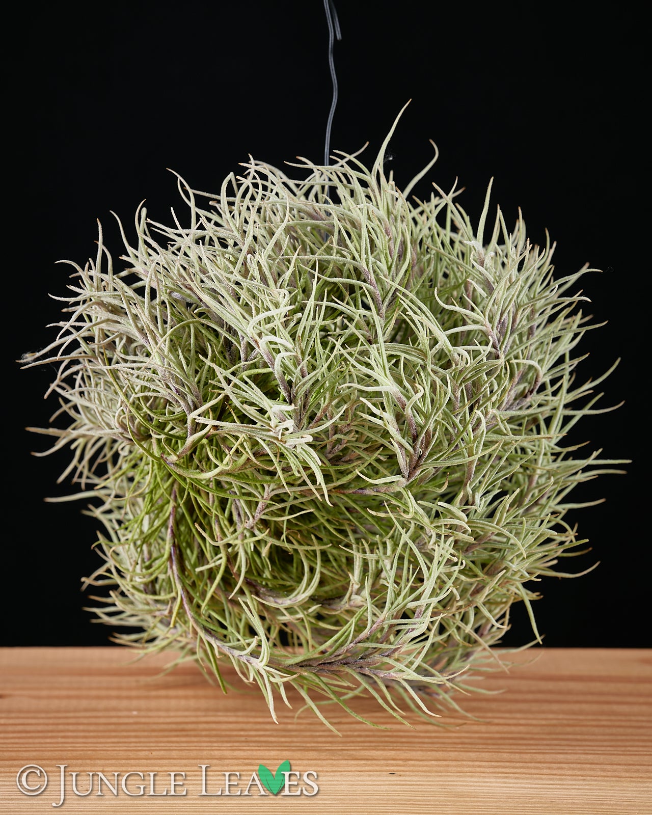 Tillandsia capillaris €3.99 - – Jungle Leaves