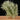 Tillandsia capillaris