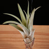 Tillandsia capitata