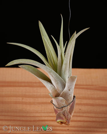 Tillandsia capitata