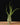 Tillandsia caput-meduae XL