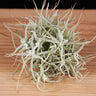 Tillandsia chusgonensis