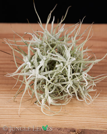 Tillandsia chusgonensis