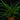 Tillandsia cyanea
