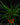 Tillandsia cyanea