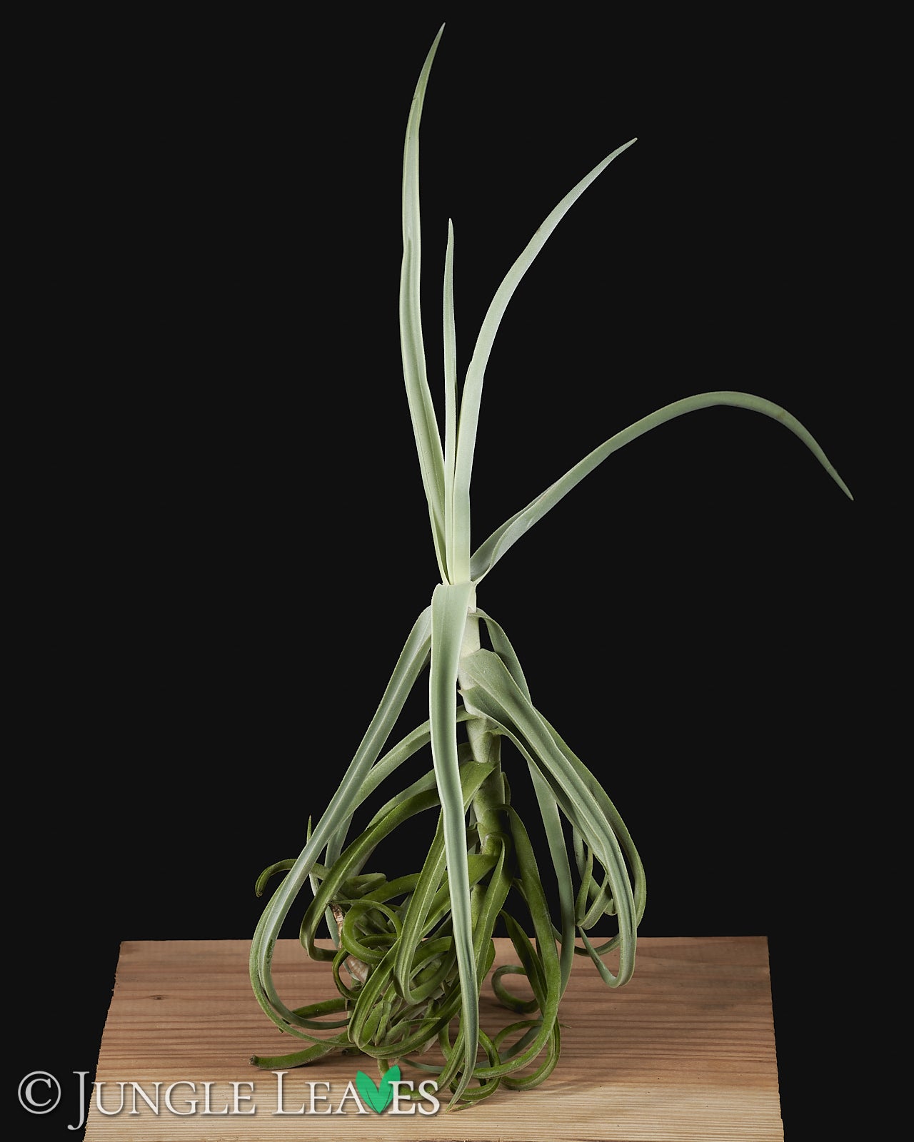 希少Tillandsia duratii 斑入りvariegated Tillandsia duratii €24.99 - – Jungle Leaves