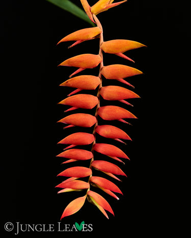 Tillandsia dyeriana