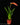 Tillandsia dyeriana