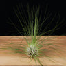 Tillandsia filifolia