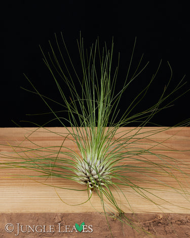 Tillandsia filifolia