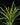 Tillandsia flabellata