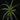 Tillandsia flabellata