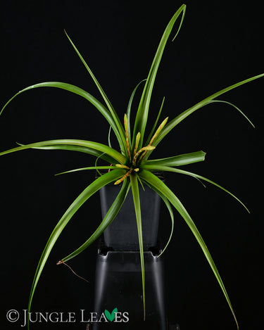 Tillandsia flabellata