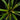 Tillandsia flabellata