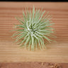 Tillandsia fuchsii var. fuchsii