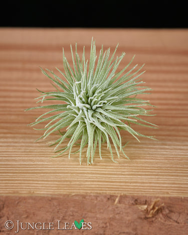 Tillandsia fuchsii var. fuchsii