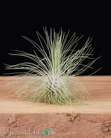 Tillandsia fuchsii var. gracilis