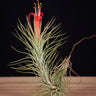 Tillandsia funckiana
