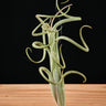 Tillandsia intermedia