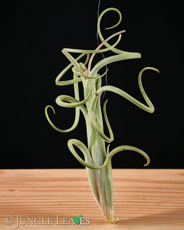 Tillandsia intermedia