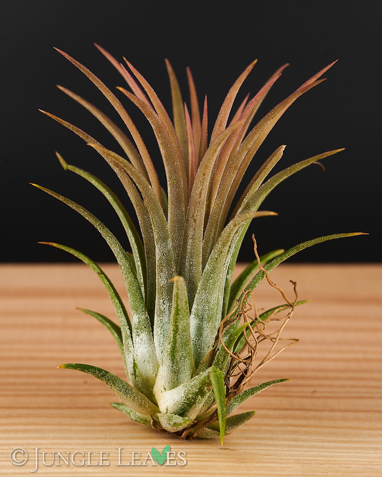 Tillandsia ionantha - various varieties - – Jungle Leaves