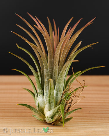 Tillandsia ionantha XL
