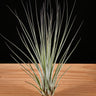 Tillandsia juncea (Syn. juncifolia)