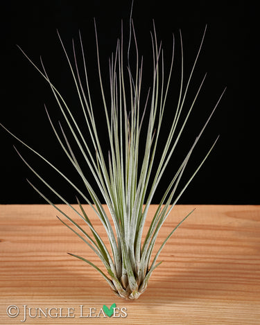 Tillandsia juncea (Syn. juncifolia)