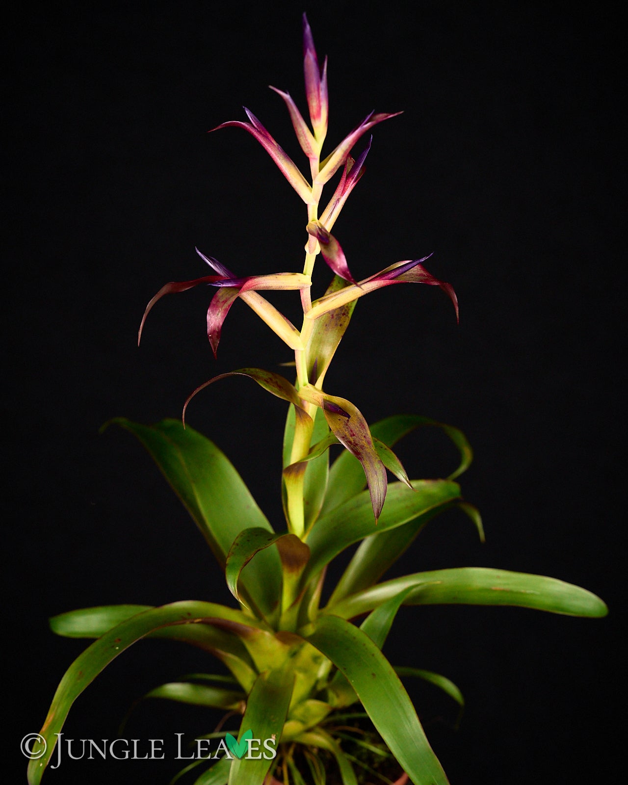 Tillandsia leiboldiana 'Mora' – Jungle Leaves