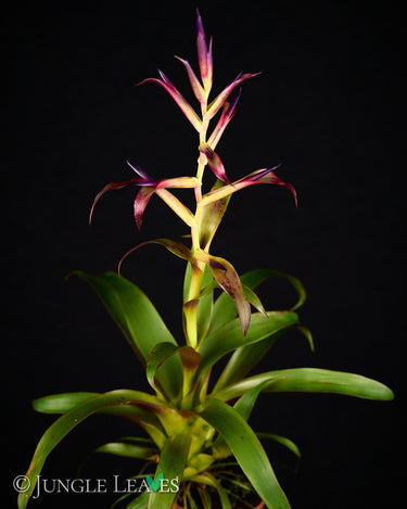 Tillandsia leiboldiana 'Mora'