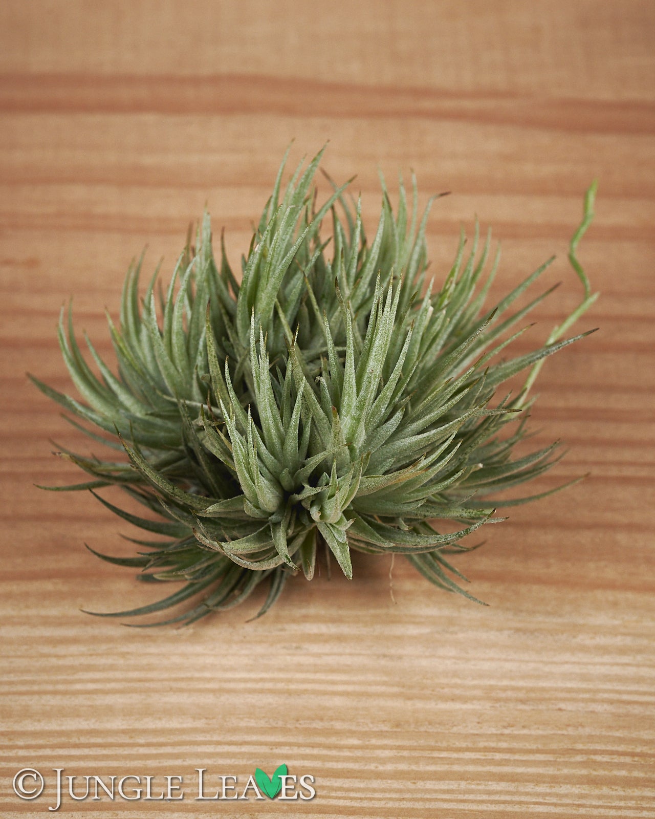Tillandsia loliacea €9.99 - – Jungle Leaves