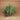 Tillandsia loliacea